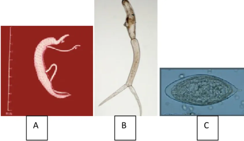 Figure 09 : Les différents stades de développement de schistosomes (A : adulte ; B : une  cercaire ; C : œuf) [4] [14]