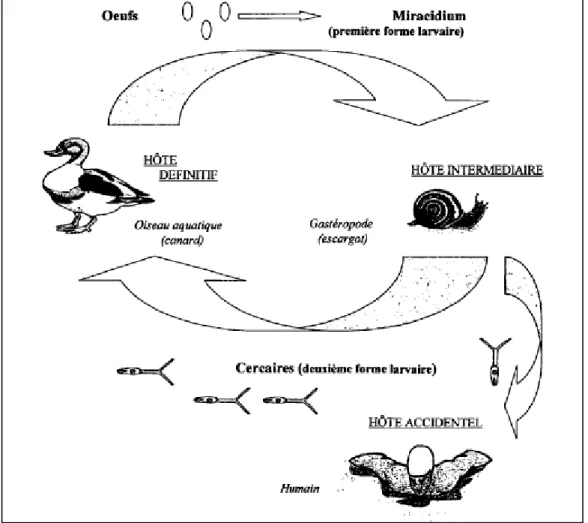 Figure 10 : Cycle parasitaire des schistosomes (Poirier et Equavie, 2001). 