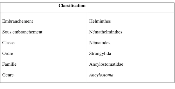 Tableau 05 : Classification des ankylostomes (Rezkallah, 2001). 