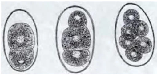 Figure 17 : Œufs d'Ancylostoma caninum, recueillis dans les excréments du chien, à divers  stades de segmentation (Gerardin, 2008)
