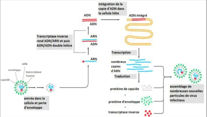 Figure 6: Cycle de vie d’un rétrovirus (Raidel et al., 2019). 