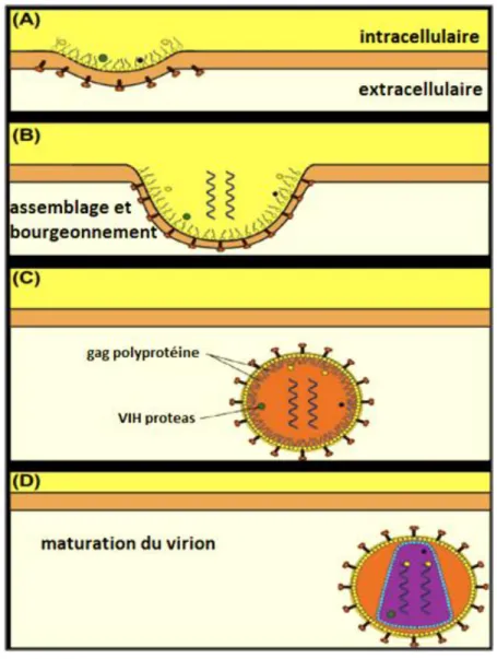 Figure 7: Libération et la maturation de virion de VIH (Louten et al., 2016). 