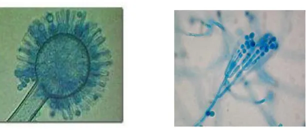 Figure 4 : Les moisissure productrice l’OTA (Aspergillus ochraceus [14]                                       