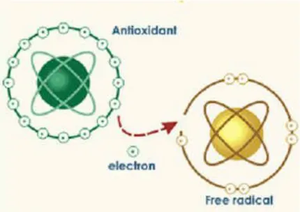 Figure 6 : «  Antioxydants » vs « Radicaux libres » [17] 