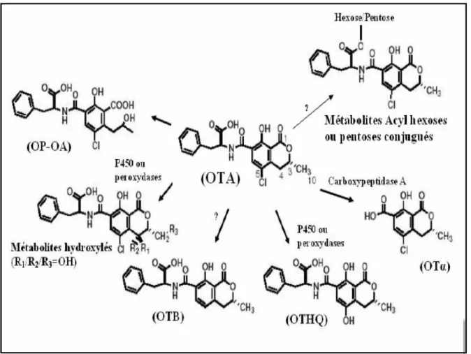 Figure 12 : Schéma de la métabolisation de l’ochratoxine A 