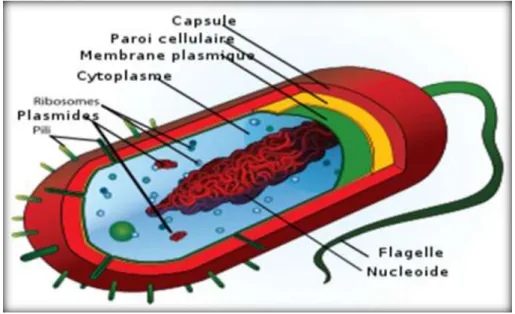 Figure 2. Schéma de la structure cellulaire d’une cellule bactérienne [2]. 