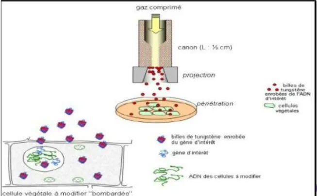 Figure 6. Schéma de la méthode de la biolistique [9]. 