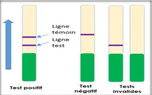 Figure 11. Schéma représente le test de bandelette [13]. 