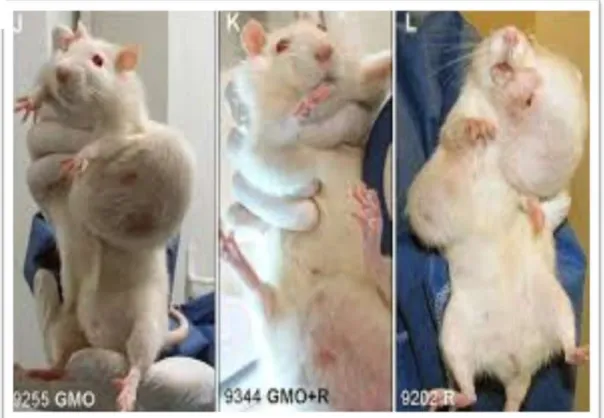 Figure 13. Tumeur observée chez les souris après consommation de maïs transgénique  (Contaret et al, 2013)