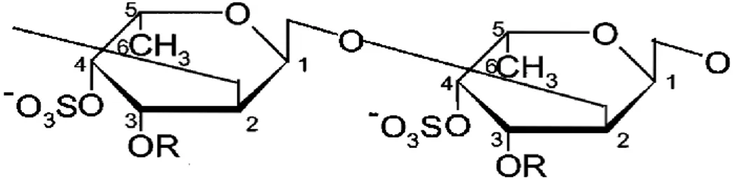 Figure 8: structure primaire des chaines de fucose α(1,2)  3.  Les polysaccharides matriciels des algues rouges :  3.1.Les agars : 
