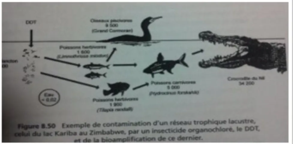 Figure  11 : Exemple de contamination d'un réseau trophique lacustre, celui du lac  Kariba au Zimbabwe, par un insecticide organochloré, le 