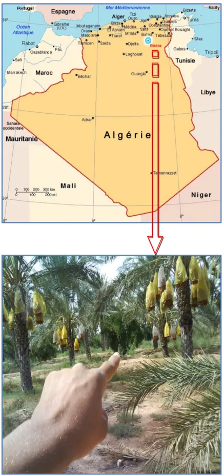 Figure 04: localisation de la zone de production des dattes de la wilaya de Biskra 