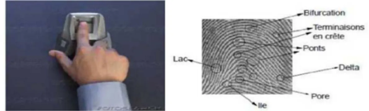 Figure 1.3 :  L’empreinte digitale [8] 