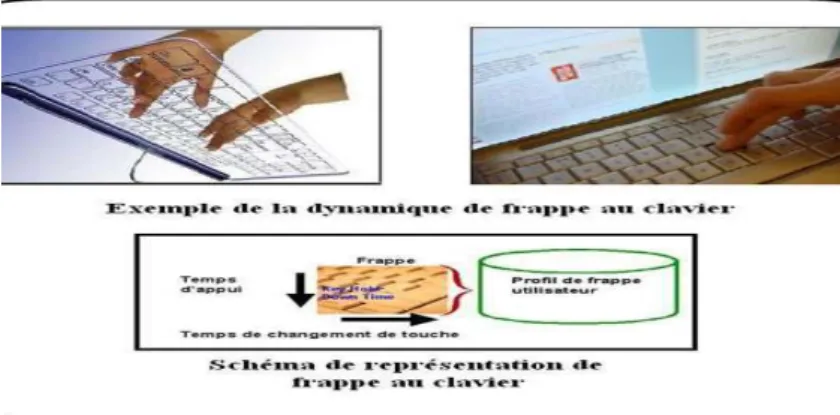 Figure 1.11 : Dynamique de frappe au clavier 
