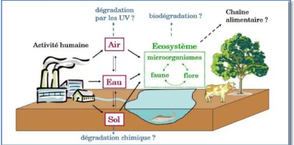 Figure 04 : Contamination et devenir des nanoparticules dans l’environnement. 
