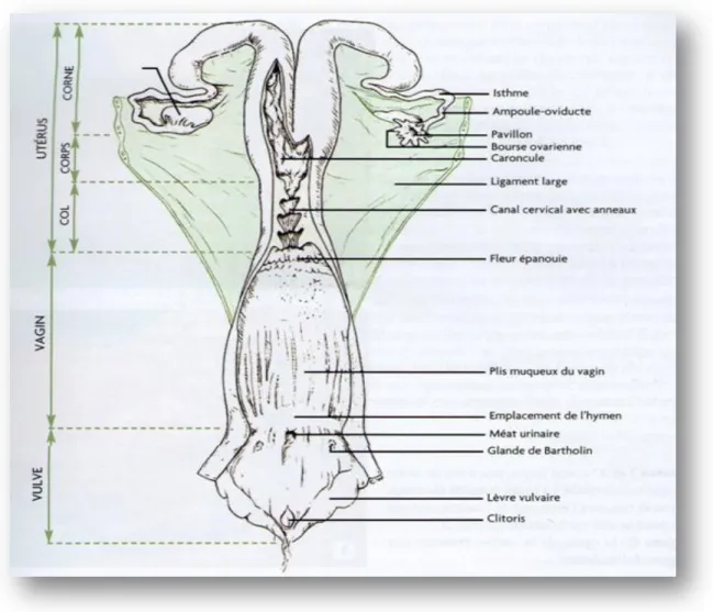 Fig. N°06 :L’appareil génital femelle de la vache (Institut d’élevage, 2008).   