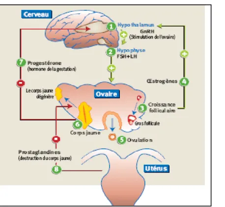 Fig. N°10 : Le  dialogue  entre  cerveau-ovaires-utérus  assuré  par  les  hormones  et  les  prostaglandines (Mechekour, 2003)