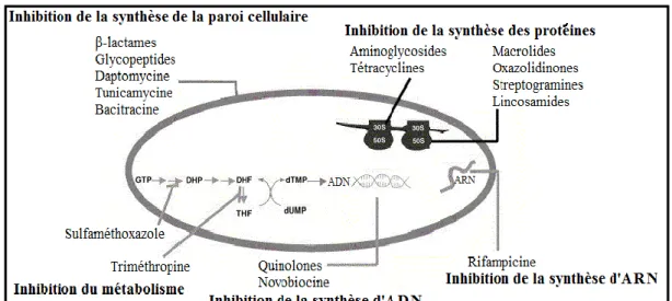 Figure 03 : Mode d’action des antibiotiques, avec DHP : dihydroptéroate ; DHF :  dihydrofolate ; THF : tétrahydrofolate (Singh et Barrett, 2006)