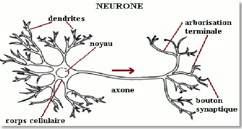 Figure 9 : Schématisation d’un neurone formel 
