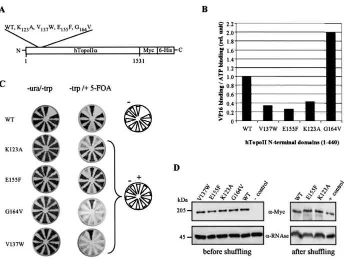 Figure 1. Wild-type and two mutated htopoIIa complement the absence of yeast topoII. (A) The wild-type and point mutated forms of full-length htopoIIa cDNA were fused to c-Myc and 6-His epitope tags in a yeast expression vector (see Material and Methods)