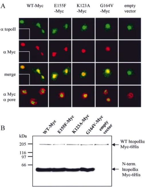 Figure 4. Highly overexpressed htopoIIa N-terminal domains localise to the yeast nucleus