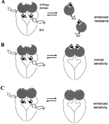 Figure 5. A model for a regulatory role of the N-terminal domain in etopo- etopo-side action