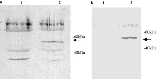 Fig. 1. In-silico predicted rsaD promoter orientation and binding sites: (a) prediction of the rsaD promoter using the Softberry BPROM program.