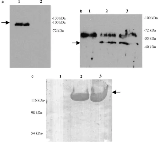 Fig. 3. Characterization of CB15 UJ2602: (a) chemiluminescent western blot of whole culture preparations using anti-188/784 RsaA