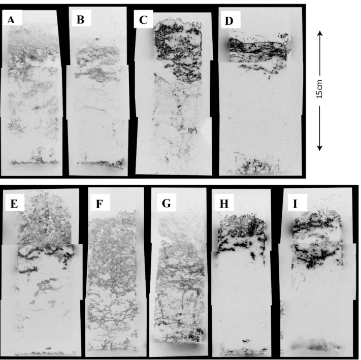 Figure 4. Autoradiographs of 14 CH 4 -labeled soil core sections from the drained reference site (A–D) and short-term flooded (E–I)