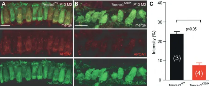 Figure 3. APOA1 is downregulated in IHCs Tmprss3 Y260X -mutant mice. Cochlear explants were stained with anti-APOA1 antibody in P13 mice