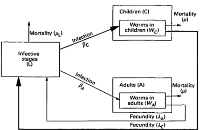 Fig. 1. Flowchart to show structure of a 2-age-group model. The host population is divided into children and adults with higher rates of infection acquisition and contamination for children (see text for details).