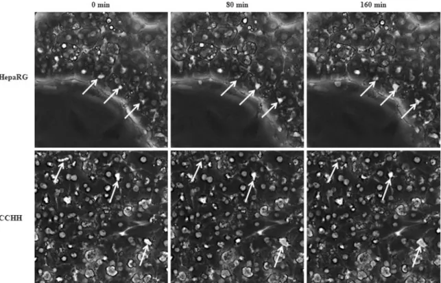 FIG. 3. Bile canaliculi dynamics in HepaRG cells and HHs. Time-lapse imaging of HepaRG cells and 4–5 days HHs cultured in conventional configuration (CCHH)