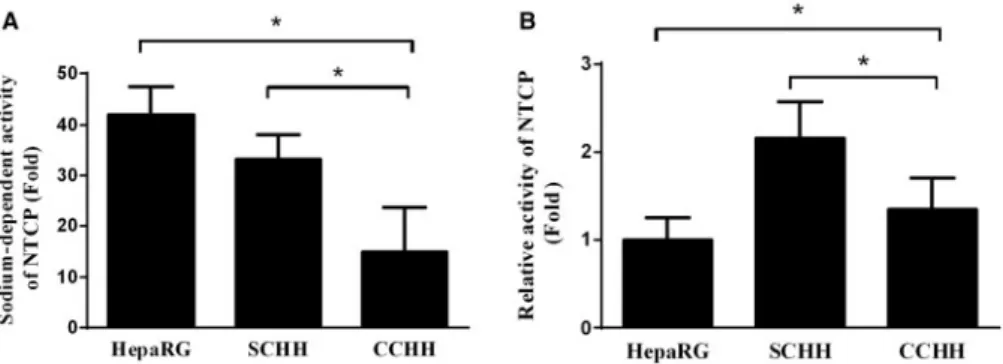 FIG. 5. Sodium-dependent activity of NTCP in HepaRG cells and HHs. HepaRG cells and 4–5 days HHs in sandwich (SCHH) and conventional (CCHH) cultures were incu- incu-bated with [ 3 H]-TCA for 30 min in the presence and absence of sodium ions