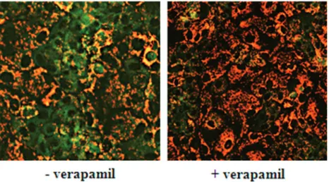 TABLE 1. Different Modes of Calculation of TCA Efflux in the Three Human Liver Cell Models