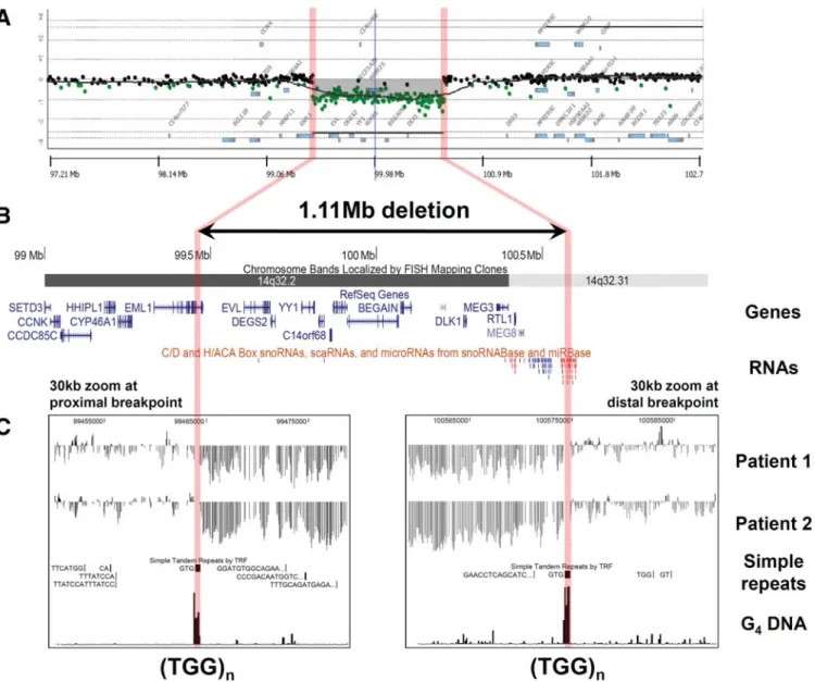 Figure 1. Fine mapping of a recurrent 1.11 Mb microdeletion in 14q32 catalysed by TGG repeat motifs