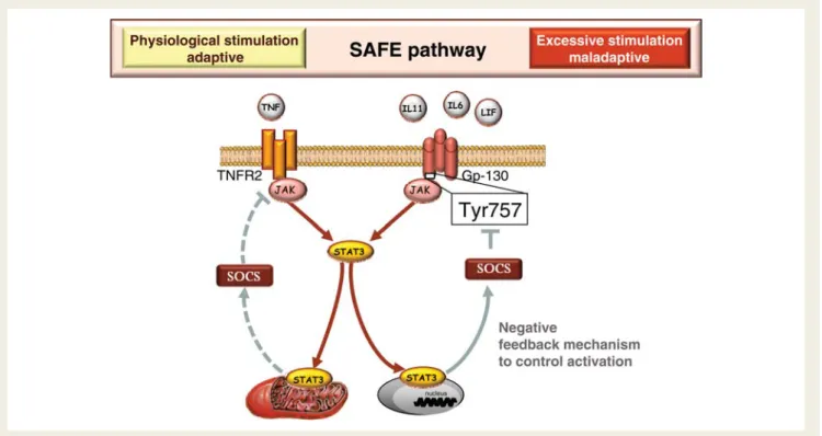 Figure 1 Survivor activating factor enhancement (SAFE) pathway activated in the heart