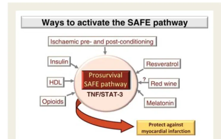 Figure 2 Multiple ways of activating the SAFE pathway to protect against myocardial infarction