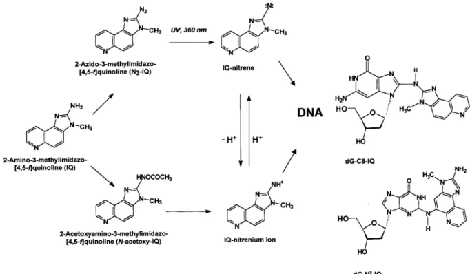 Fig. 1. Metabolic activation of IQ by cytochrome P450 enzymes and the N,O-acetyltransferase and an alternate activation pathway through the photoactivation of N 3 -IQ leading to the formation of the dgN 2– IQ and dG-C8–IQ adducts.