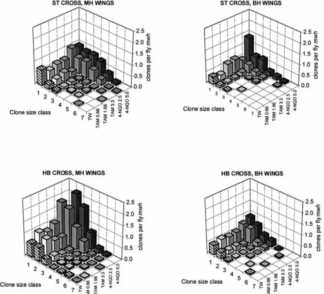 Fig. 2. Distribution of the mwh clone sizes after feeding of larvae of the ST and the HB cross (MH and BH wings) with different concentrations (mM) of TAM and 4-NQO (TW, Tween±ethanol 3%)