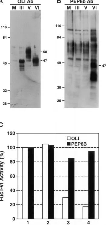 Fig. 2. ELISA of antisera to rFuc-TVI and to peptide PEP6B. (A) The plates were coated with peptide PEP6B