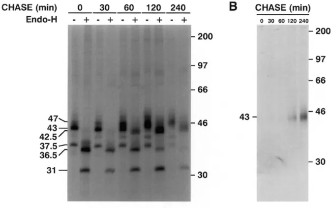 Fig. 7. Pulse-chase labeling of CHO 61/11 cells. (A) Pulse was for 10 min, and chase times were as indicated