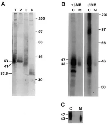 Fig. 9. Immunoblotting of Fuc-TVI in cell homogenate and a 100,000 × g pellet. CHO 61/11 cell lysate was homogenized and an aliquot was frozen and thawed twice prior to centrifugation at 100,000 × g for 1 h at 4  C.