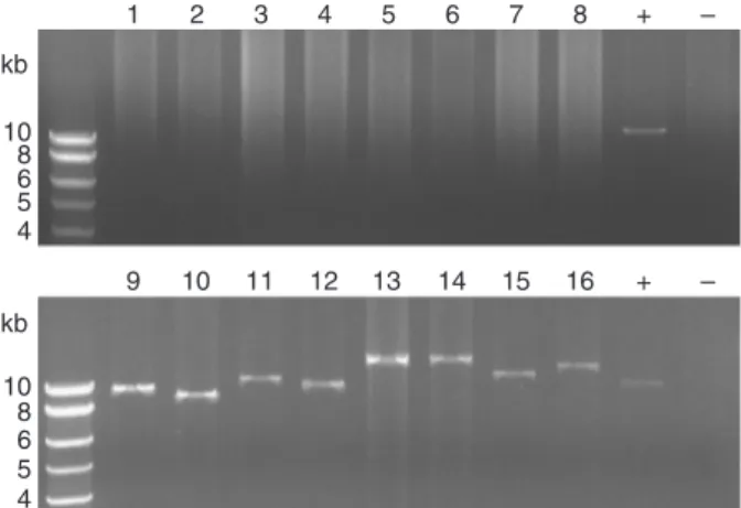 Fig. 2. Long-range PCR amplifications of Idiomarina loihiensis chromo- chromo-some in configurations I and II