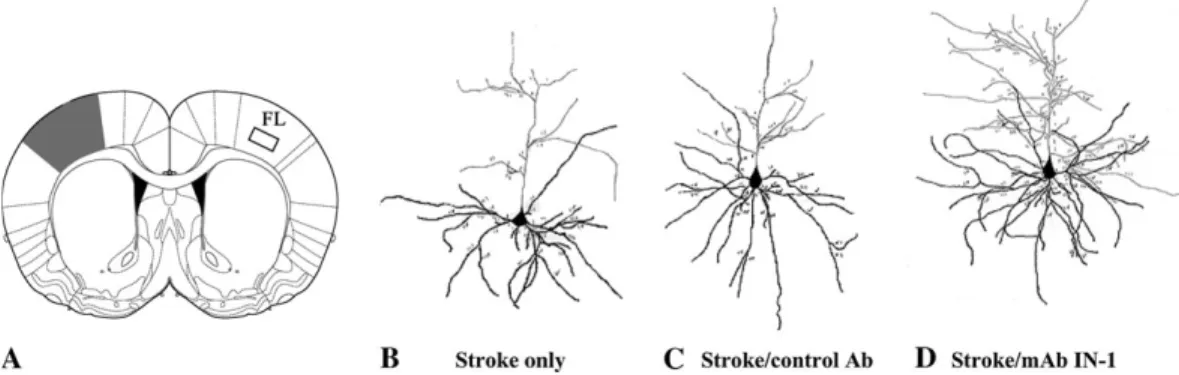 Figure 3. Increased dendritic arbor complexity of layer V contralesional motor cortex neurons in stroke/mAb IN-1-treated rats