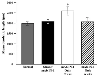 Figure 5. Lasting increased dendritic plasticity is specific to the contralesional motor cortex after stroke/mAb IN-1