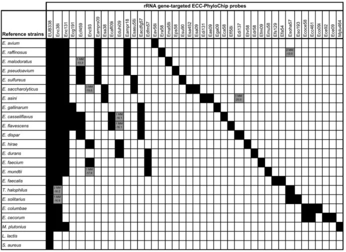Fig. 1. Evaluation of the ECC-PhyloChip by hybridization with ﬂuorescently labeled target DNA of reference organisms