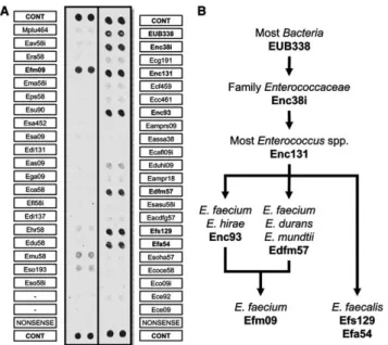 Fig. 2. (A) ECC-PhyloChip hybridization pattern of contaminated milk sample S6. Each probe was spotted in duplicate