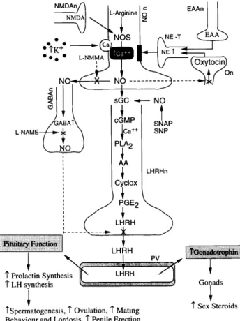 Figure 8. Multiple mechanisms / pathways by which NO can regu- regu-late steroidogenesis
