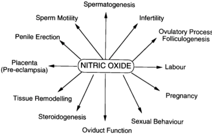 Figure 1. Various reproductive processes regulated by nitric oxide.