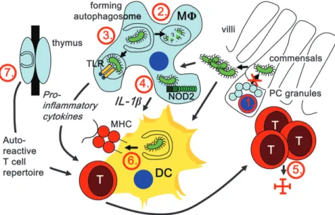 Fig. 1. Possible mechanisms by which mutations in macroautophagy genes could interfere with gut homeostasis and lead to IBD